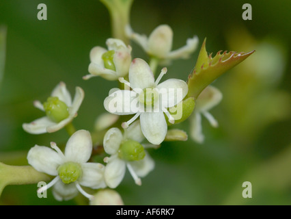 Nahaufnahme der weiblichen Blüten die die Stechpalme Stockfoto