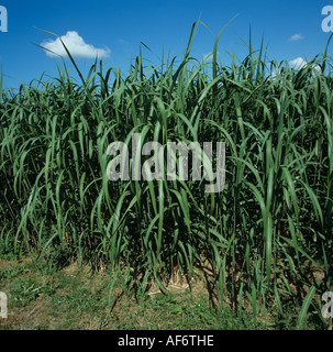 Reife Ernte von Elefantengras Miscanthus sp schnell Cgrowing Ernte verwendet für Biomasse Stockfoto