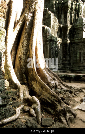 Baum-bewachsene Ruine der Ta Prohm Tempel in Ankgor Wat Ruinen-Siem Reap, Kambodscha Stockfoto