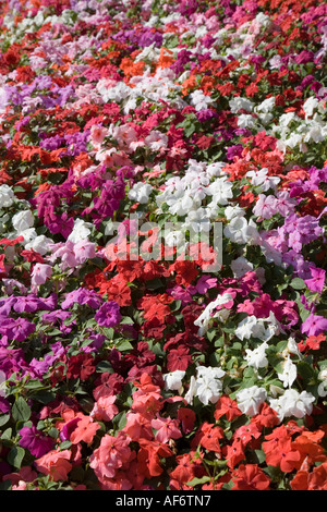 Busy Lizzie Impatiens Blumen in Bettwäsche in öffentlichen Gärten Wales UK Stockfoto