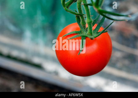 Tomaten Stockfoto