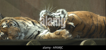 Männlichen und weiblichen sibirischen Tiger Panthera Tigris altaicia Stockfoto