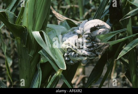 Mais Smut Ustilago Maydis infiziert Mais oder Mais Maiskolben Stockfoto