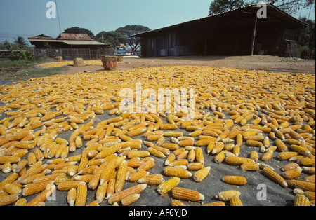 Maiskolben, trocknen in der Sonne in der Nähe von Damnoensaduak Zentral-Thailand Stockfoto