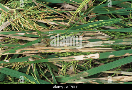 Reis Ummantelung Trockenfäule, Rhizoctonia solani, Läsionen auf Antrag die Ernte von Reis im Ohr Stockfoto