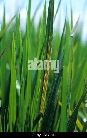 Bakterielle Blatt Streifen Xanthomonas Oryzicola Krankheit auf Reis lässt Stockfoto