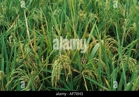 Bakterielle Blatt Streifen Xanthomonas Oryzicola erkrankten Reisernte Stockfoto