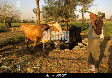 Ägypten Kairo Bauer Kuh ziehen Wasser aus Brunnen zu betrachten Stockfoto