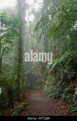 die Schönheit der Natur in den Dorrigo Regenwald an einem nebeligen Tag Stockfoto