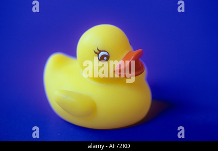 Gelbe Gummiente auf blauem Grund. Stockfoto