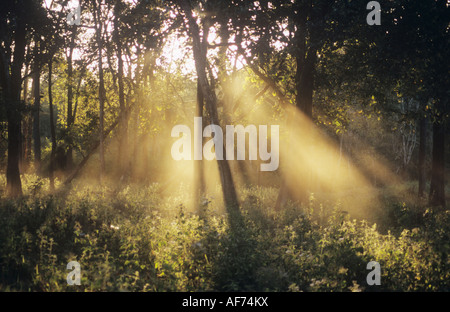 Tageslicht strömt durch eine Lücke im Wald im Mudumalai Wildlife Park, Tamil Nadu, Indien. Stockfoto