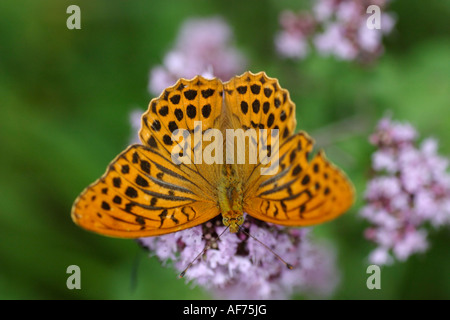 Silber auf lila Blume (Argynnis Paphia) Fritillary gewaschen Stockfoto