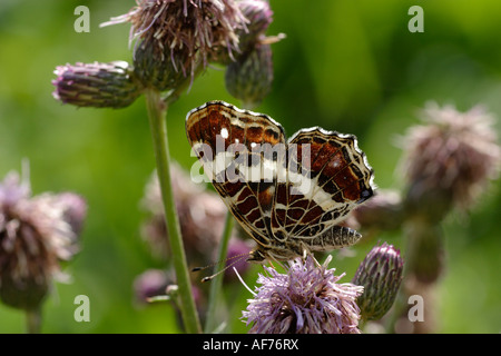 Schmetterling (Araschnia Levana) auf Disteln Karte Stockfoto