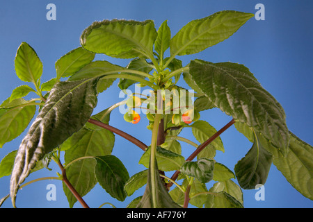 Laub mit der Entwicklung von Knospen und Blüten mit Farbe Impatiens Niamniamensis Kongo Kakadu busy Lizzie Pflanze Stockfoto