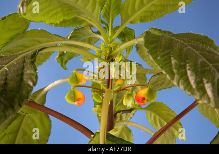 Laub mit der Entwicklung von Knospen und Blüten Impatiens Niamniamensis Kongo Kakadu busy Lizzie Pflanze Stockfoto