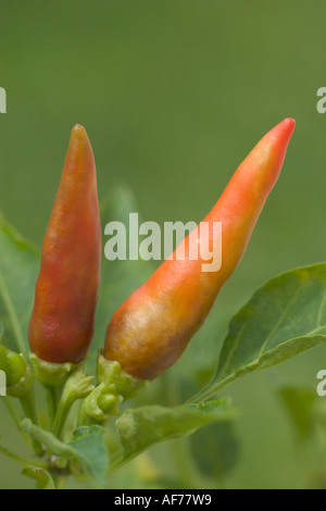 Reife Chili Früchten Twin terror Stockfoto