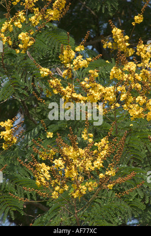 Blumen gelb Poinciana Baum Peltophorum pterocarpum Stockfoto
