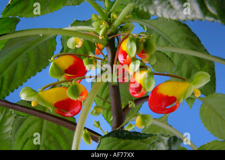 Laub und gruppierten Knospen und Blumen Impatiens Niamniamensis Kongo Kakadu busy lizzie Stockfoto