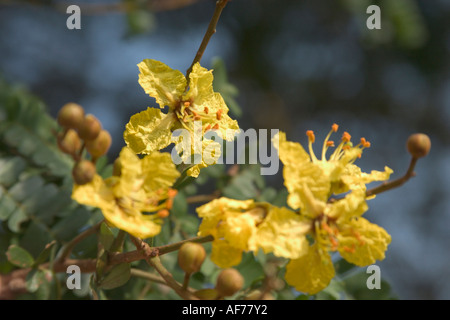Blumen gelb Poinciana Baum Peltophorum pterocarpum Stockfoto