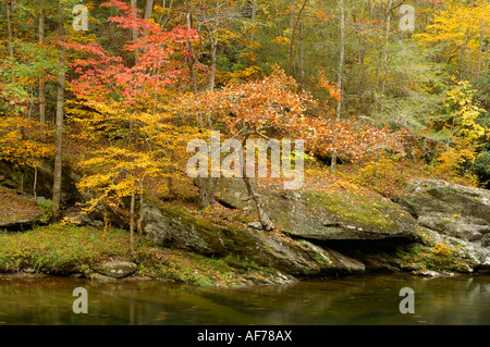 Herbst auf Little Pigeon River in den Smoky Mountains Stockfoto