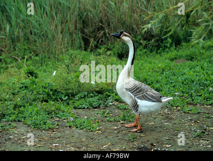 Chinesische Gans (Anser Cygnoides) Stockfoto