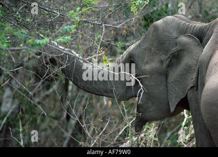 Sri Lanka. Nahaufnahme der asiatischen Elefanten füttern auf Peeling. Stockfoto