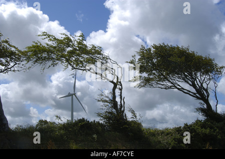 Wind-Blown-Baum auf Bradworthy Wind Farm in North Devon England Stockfoto