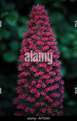 Turm der Juwelen Pflanze Echium wildpretti Stockfoto