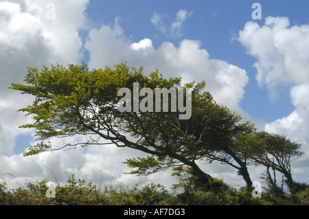 Wind geblasen Baum auf Bradworthy Wind Farm in North Devon England Stockfoto