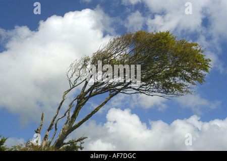 Ein Wind geblasen-Baum auf Bradworthy Wind Farm in North Devon England Stockfoto