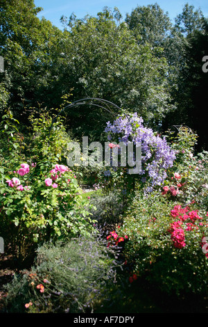 Clematis überdachter Gartenbogen im Zentrum des englischen Rosengartens im Spätsommer Stockfoto