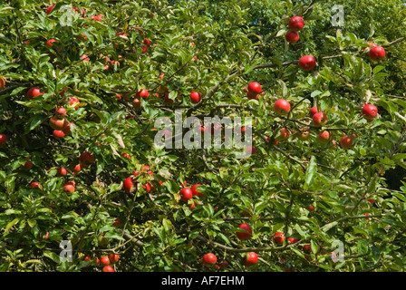 Apple Tree UK. Englische rote Äpfel wachsen in einer Apfelplantage. Hertfordshire England HOMER SYKES Stockfoto