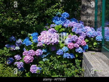 Hortensie, blau und rosa Stockfoto