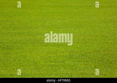 Grass Bangkok Thailand Stockfoto