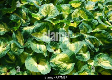 Hosta Pflanze mit Variegate Blättern, Savill Garden, Windsor Great Park, Englefield Green, Berkshie, England, Vereinigtes Königreich Stockfoto