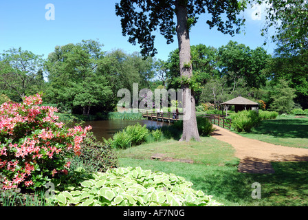 Savill Garden, Windsor Great Park, Englefield Green, Vereinigtes Königreich Stockfoto