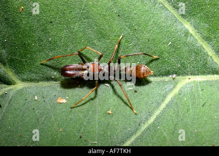 Spinne Myrmarachne Foenisex Salticidae imitiert eine Weberin Ameisen Oecophylla Longinoda im Regenwald Togo springen Stockfoto