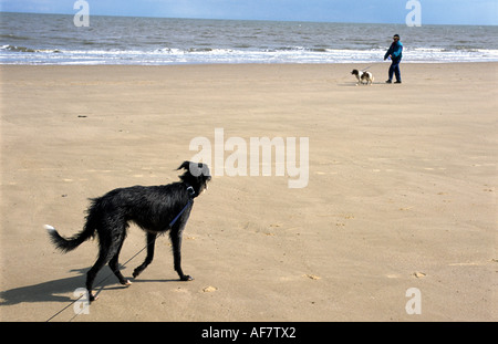 Hunde werden ging am Strand, Frinton am Meer, Essex, England. Stockfoto