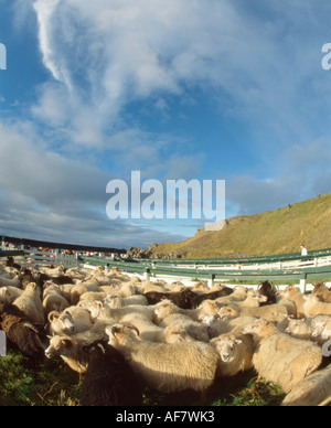 Schafe im Stifte auf Vatnsnes Halbinsel nördlich von Hvammstangi, North Island, nach dem Herbst sammeln. Stockfoto