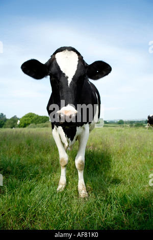 Friesen Kuh in saftig grüne Wiese Blick gerade in Kamera Stockfoto