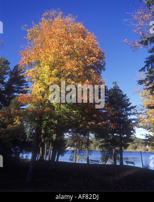 HERBST LAUB LAKE PLACID ADIRONDACK PARK NEW YORK STATE USA Stockfoto