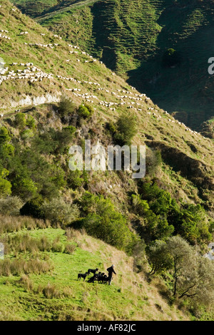 Landwirt und Bauernhof Hunde Musterung auf Ackerland auf der Mangawhero Fluss Wanganui Raetihi Straße in der Nähe von Wanganui Nordinsel Neuseeland Stockfoto