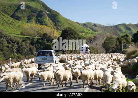 Schafe getrieben Wanganui Raetihi Weg an Kakatahi Nordinsel Neuseeland Stockfoto