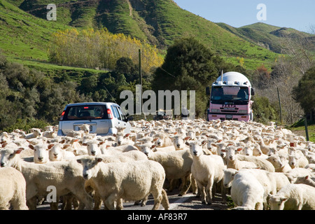 Schafe getrieben Wanganui Raetihi Weg an Kakatahi Nordinsel Neuseeland Stockfoto