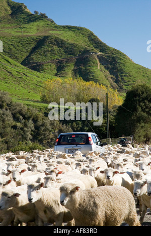 Schafe getrieben Wanganui Raetihi Weg an Kakatahi Nordinsel Neuseeland Stockfoto