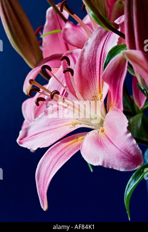 Makroaufnahme von Lilie Blumen Stockfoto