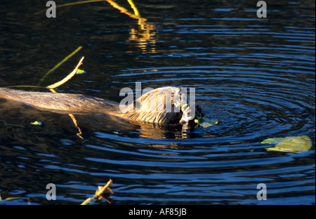 Amerikanischer Biber Castor Canadensis Fütterung auf Lilly Blätter und Stiele im Wasser in einem Teich in Yellowstone USA Stockfoto