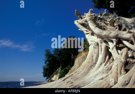 Treibholz und Kreide Klippen in der Nähe von Sassnitz, Insel Rügen, Mecklenburg-Vorpommern, Deutschland, Europa Stockfoto