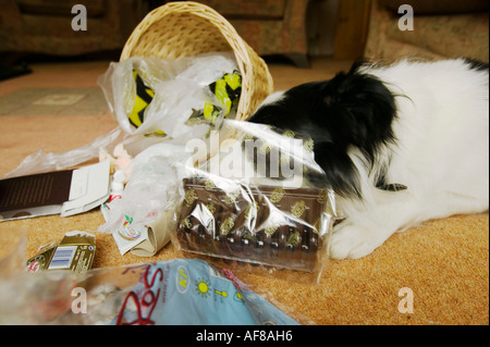 ein schlecht erzogener Border Collie ein Haushalt Abfallbehälter entleeren Stockfoto