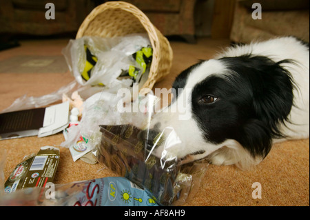 ein schlecht erzogener Border Collie ein Haushalt Abfallbehälter entleeren Stockfoto